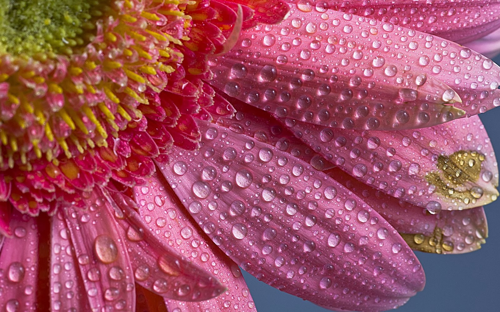 flower water drops Angelic Hugs