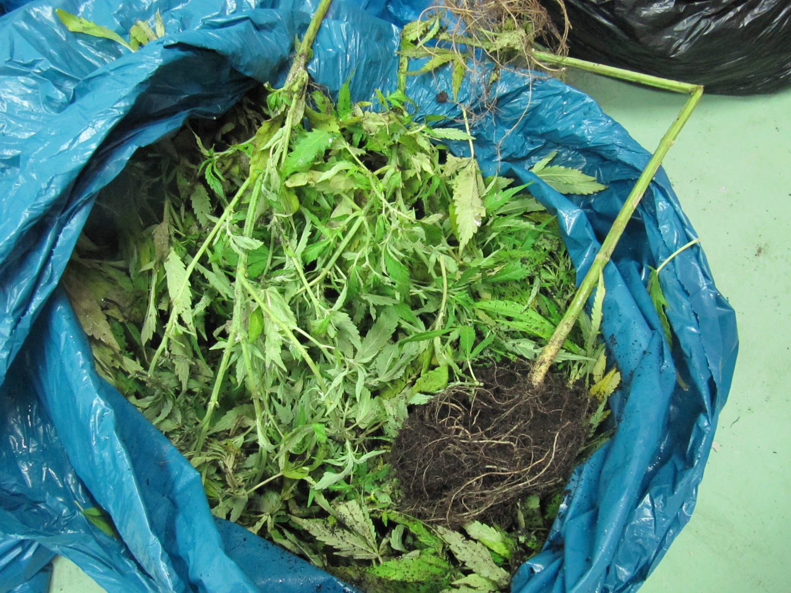 Xaquín Acosta - Ingeniero Técnico Agrícola: Revista Cáñamo