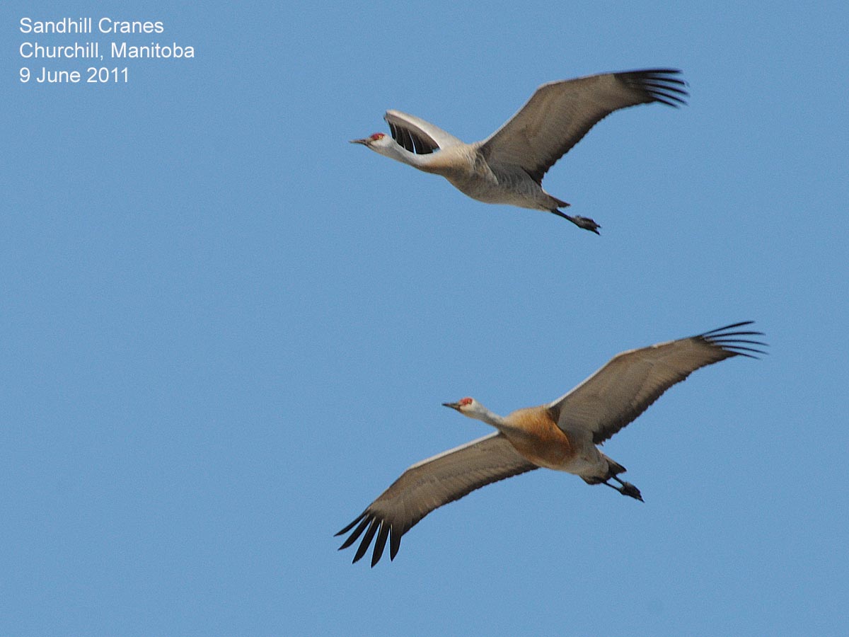 A Festival Of Cranes Bay Nature >> Northwest Nature Notes Sandhill Cranes Thrive In The Northwest A Festival Of Cranes Bay Nature >> Northwest Nature Notes Sandhill Cranes Thrive In The Northwest