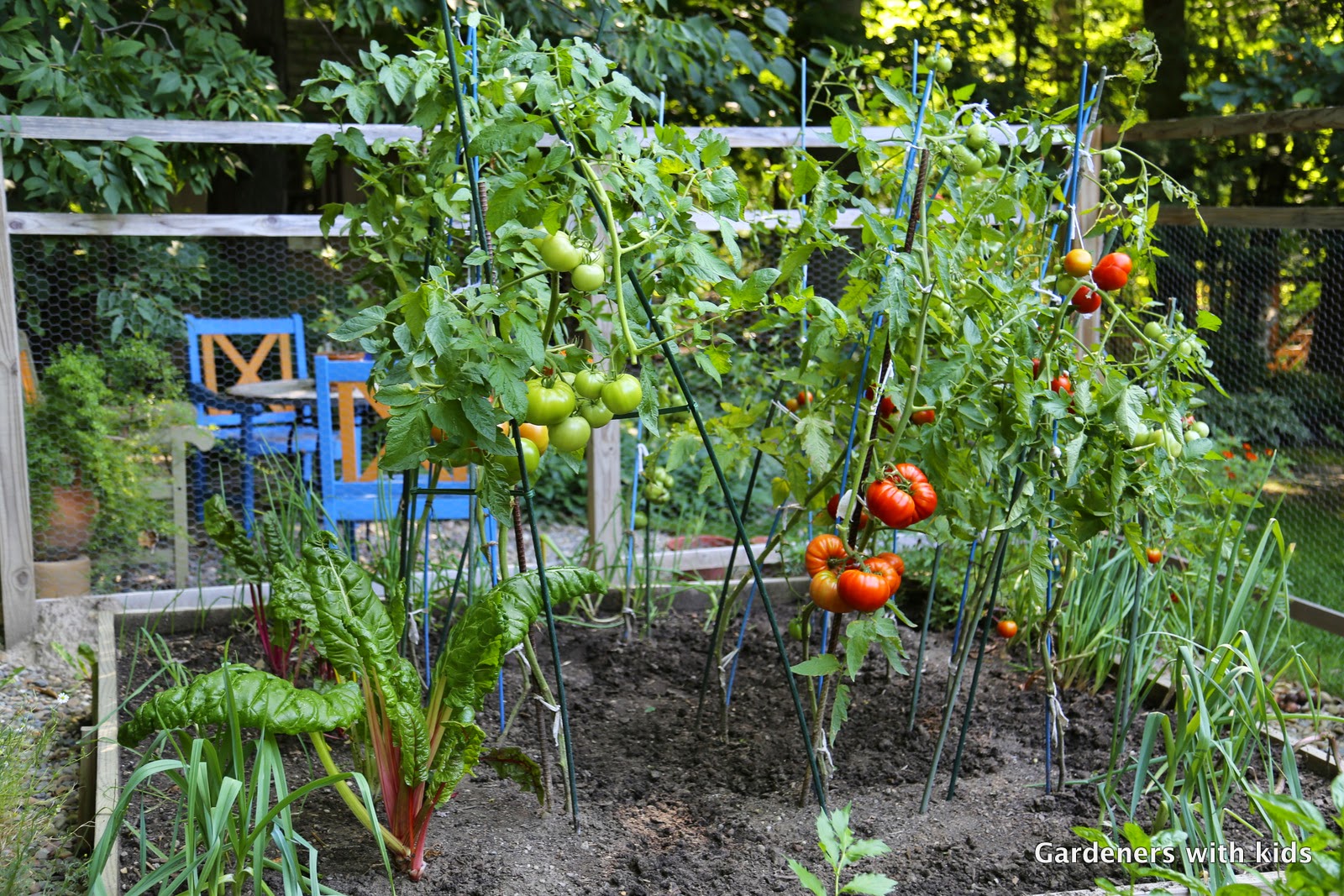 Gardeners with kids How to grow tomatoes in a part sun garden