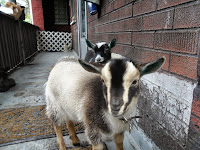 Two Nigerian Dwarf Goats on the porch