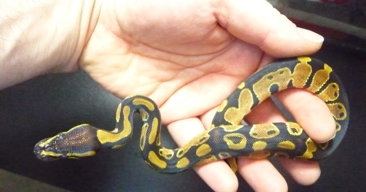 Constrictor Chile cria y venta de serpientes pitones bolas Santiago