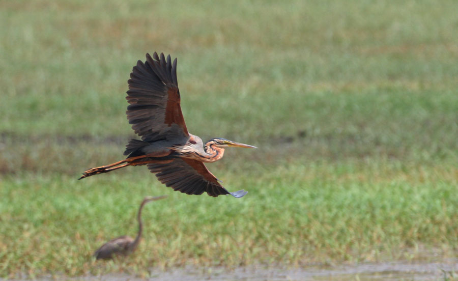 Mandy West Wildlife Photography Goan Birds