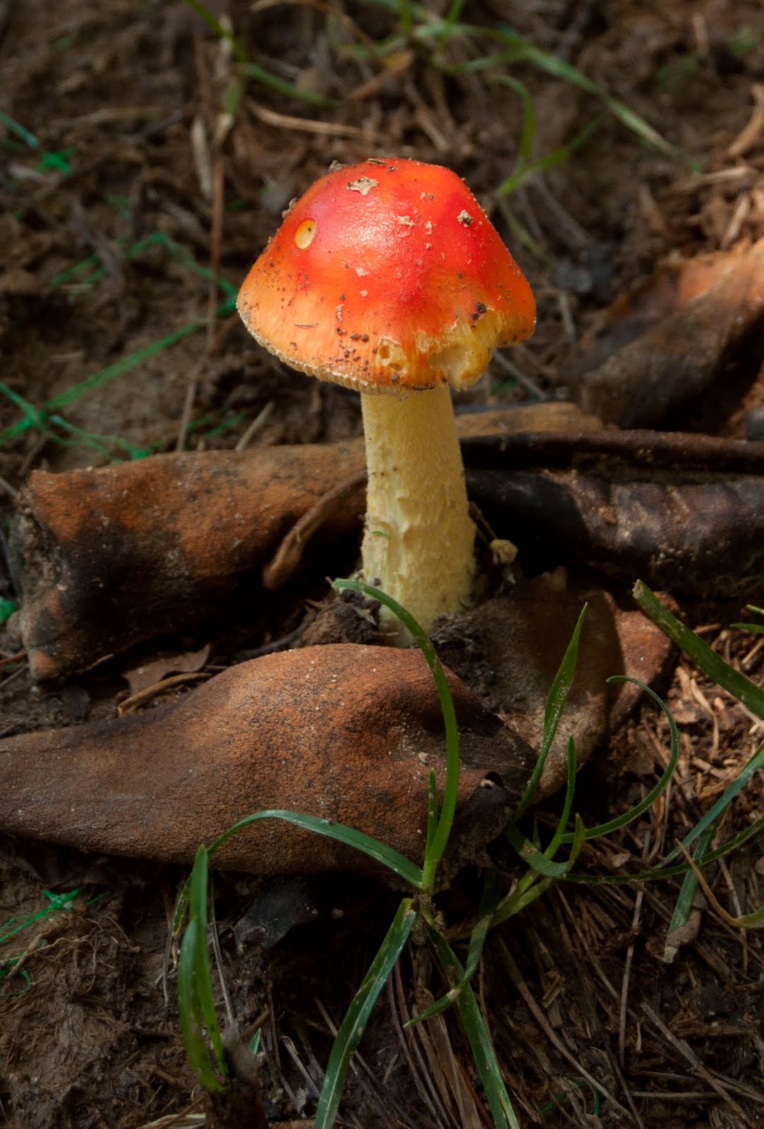 Rustic Modern Rainy Weather Mushrooms