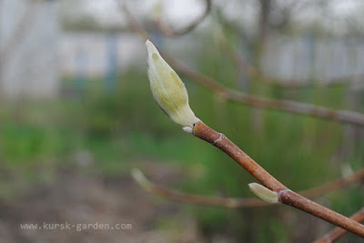 Магнолия заостренная (Magnolia acuminata), цветочная почка