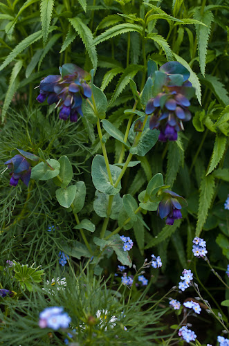 Cerinthe major purpurascens IMGP3578