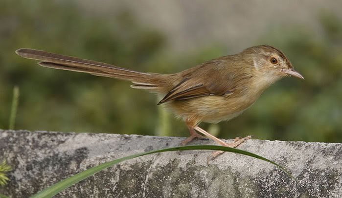 Successful Young MEMILIH BAKALAN BURUNG PRENJAK (CIBLEK