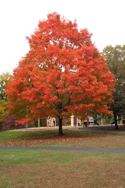My Virtual Maryland Garden Acer saccharum the sugar maple