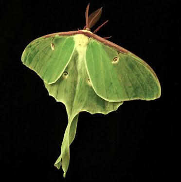 Adult Luna Moth