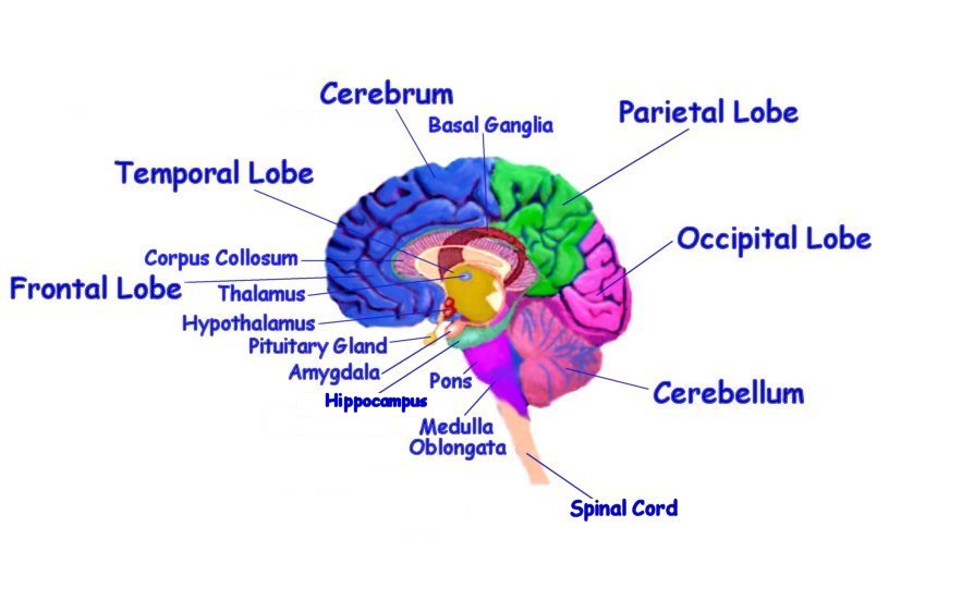 Brain Jack Image: Brain Diagram