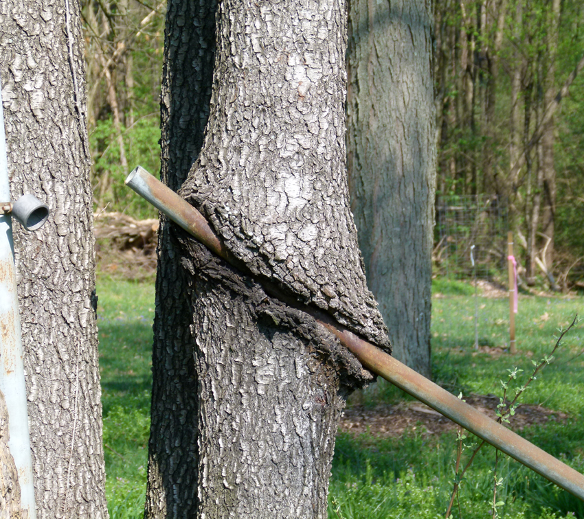 ky natural inquirer trees wonderful trees ky natural inquirer trees wonderful trees