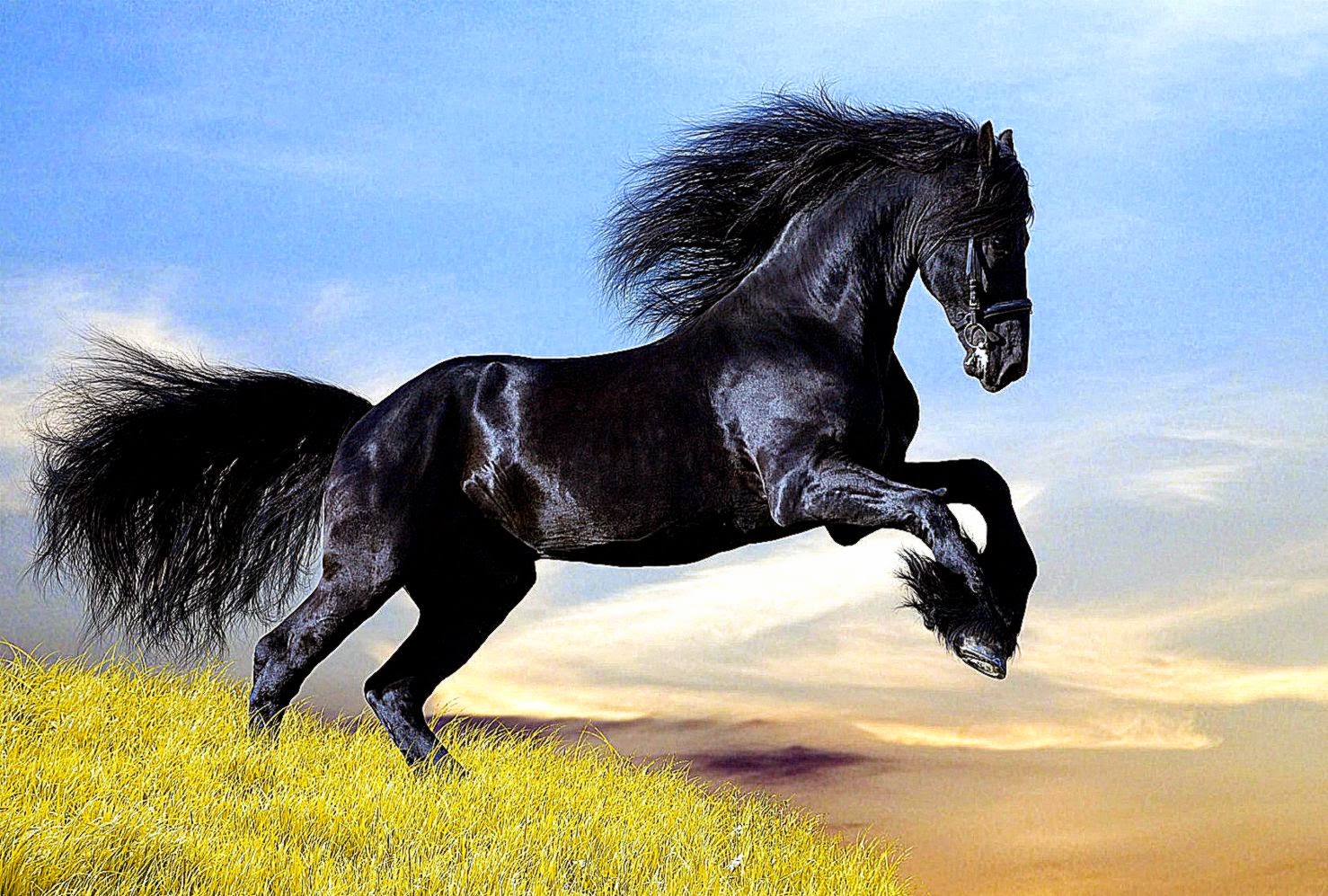 Black Horse wallpaper Splendid Wallpaper HD Black Horse wallpaper Splendid Wallpaper HD