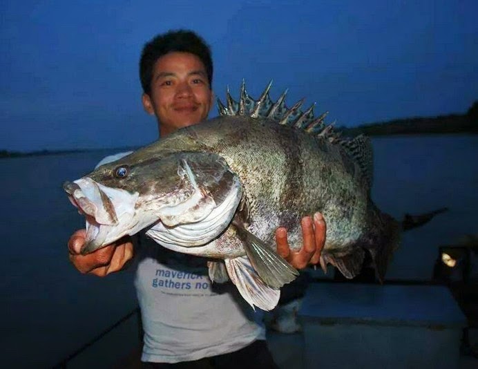 Big Fishes of the World PERCH CHINESE (Siniperca chuatsi)
