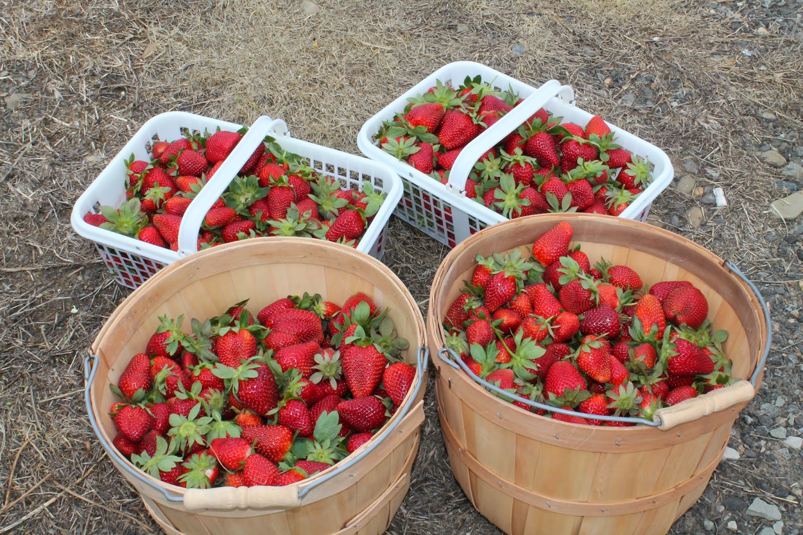 Texas Homemaking East Texas Orchards Strawberries, Peaches, and Produce, Oh My!