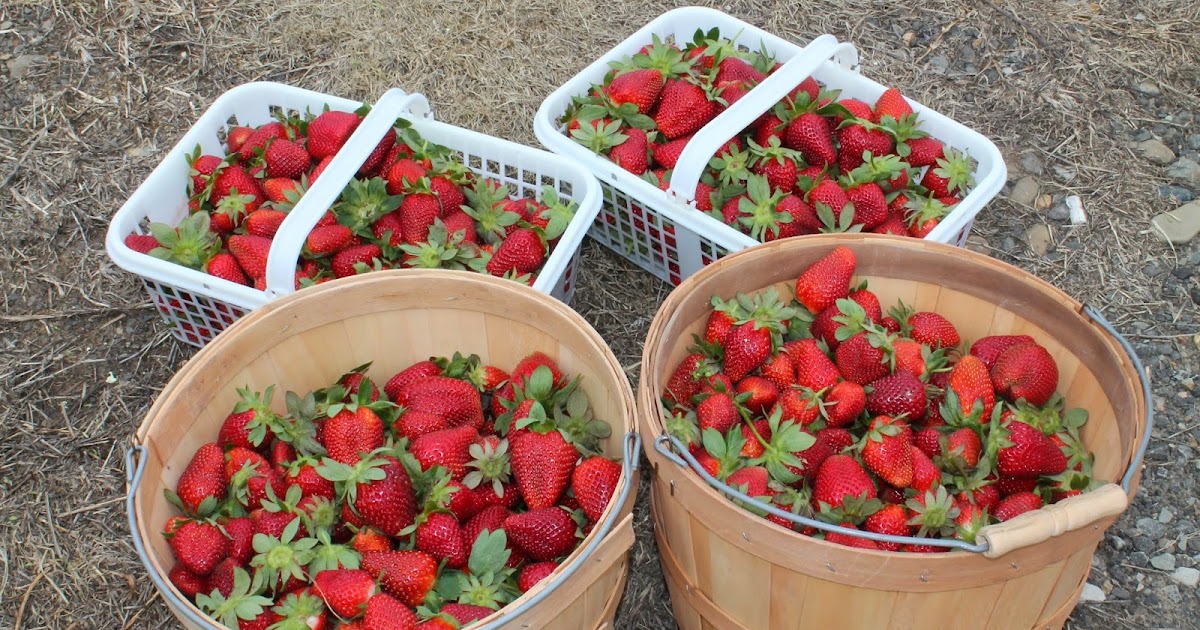 Texas Homemaking East Texas Orchards Strawberries, Peaches, and