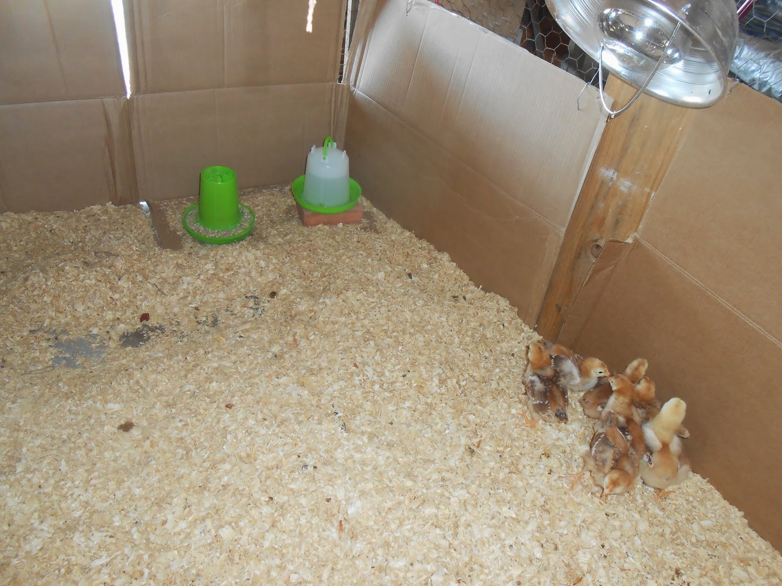Windy Acres Diary Baby Chicks