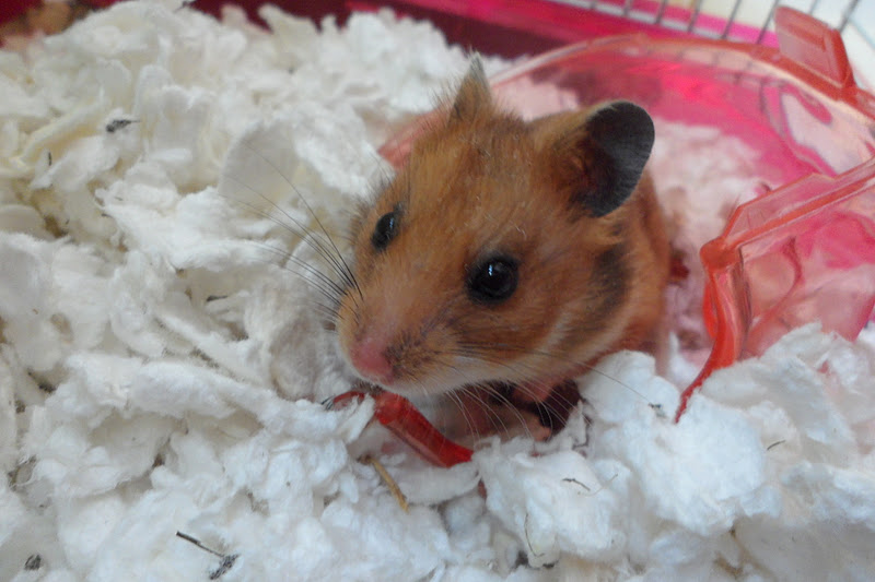 Baby Syrian Hamster