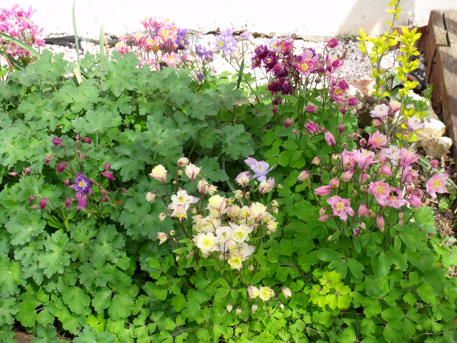 Colourful Spring Flowers