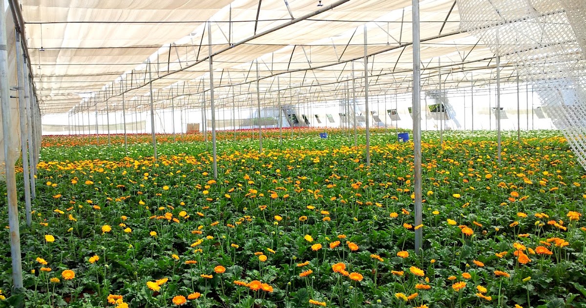 Fresh into Floriculture !! Latest Pics from the farm