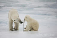 El hielo del Ártico del que todos dependemos, está desapareciendo. Y lo está haciendo rápido!!