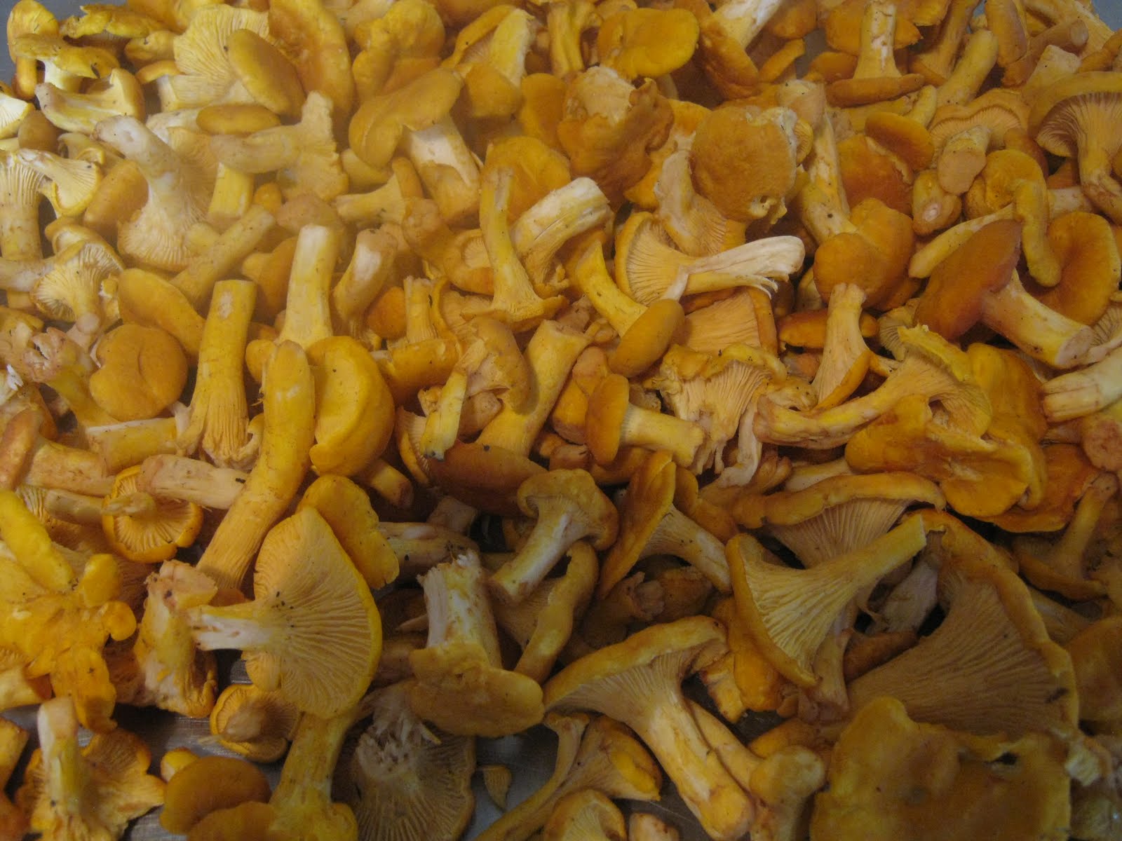 Chez MatisTraiteur La Girolle de l'est de France; la Chanterelle du