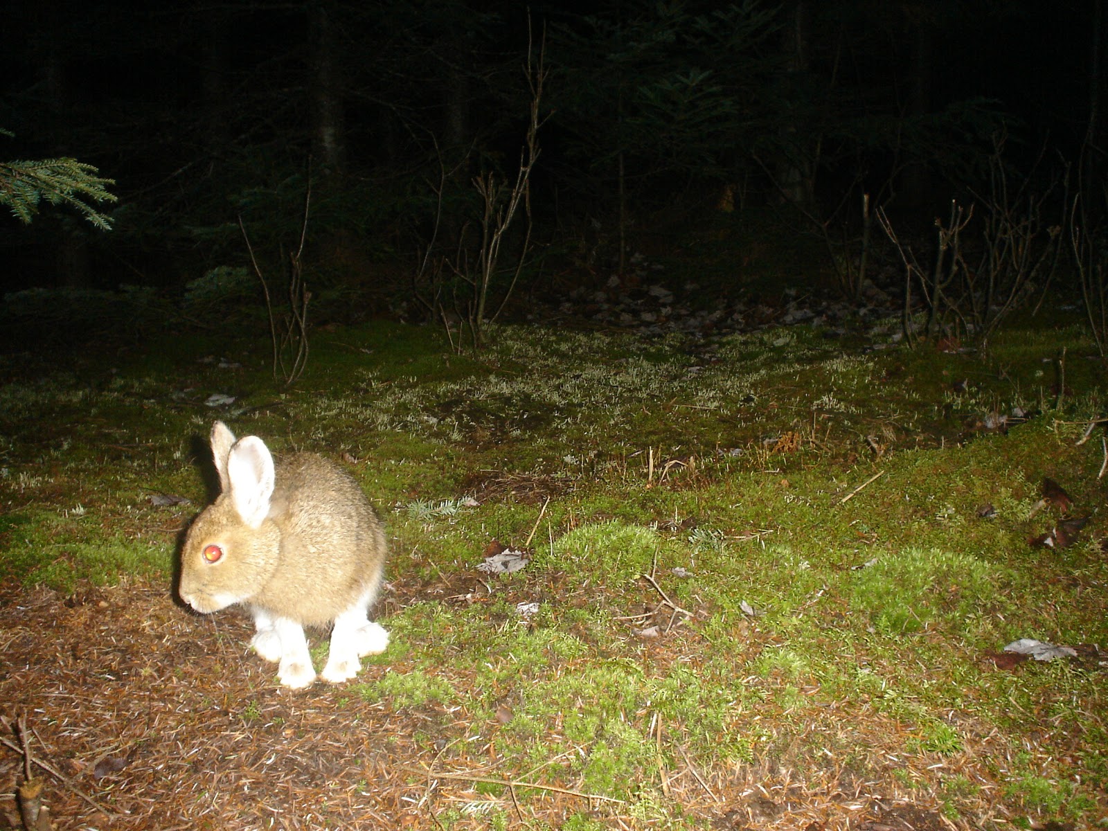 Remote Captures Snowshoe Hare changing color with the season