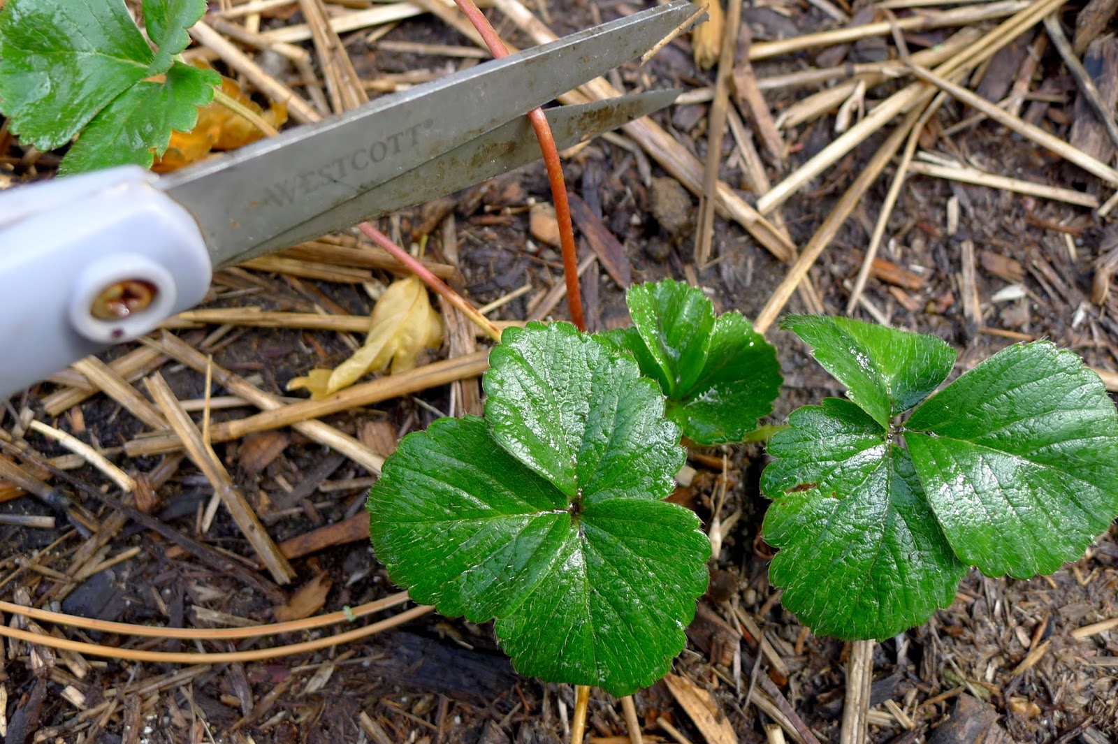 Less Noise, More Green Transplanting strawberry runners