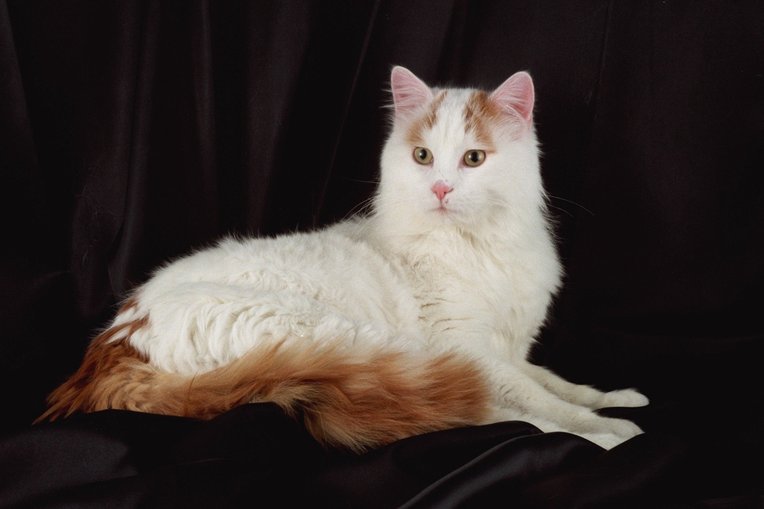 Turkish Van Cat Photos