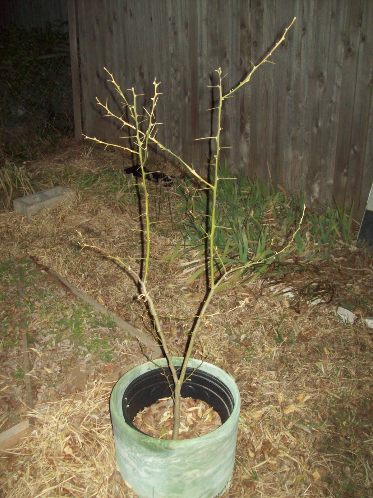 Citraphile Pruning the Lemon Tree