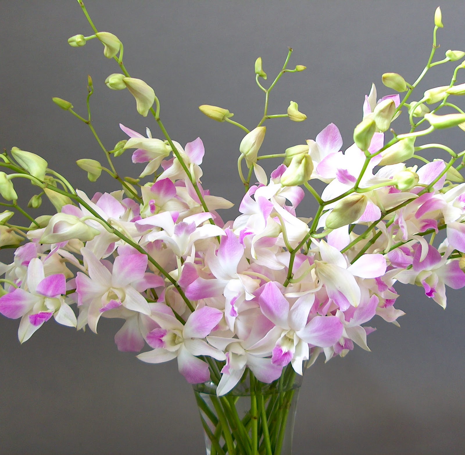 Orchid Flowers A Close Up Orchidaceous! Orchid Blog