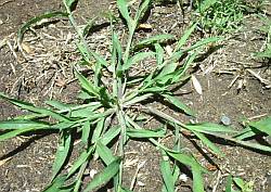 Oakland Hills Country Club - Turfgrass Maintenance: Crabgrass