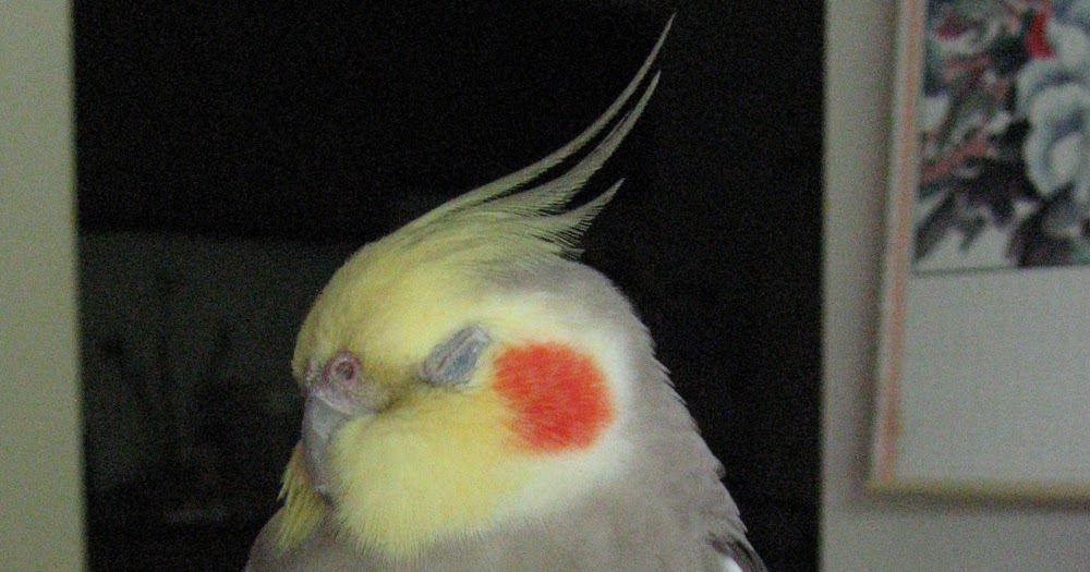 The Cockatiel Blog Sleeping birds
