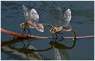 2012 Monthly Competition: Emotion 20120214 leopold two dragons 2012 Monthly Competition: Emotion