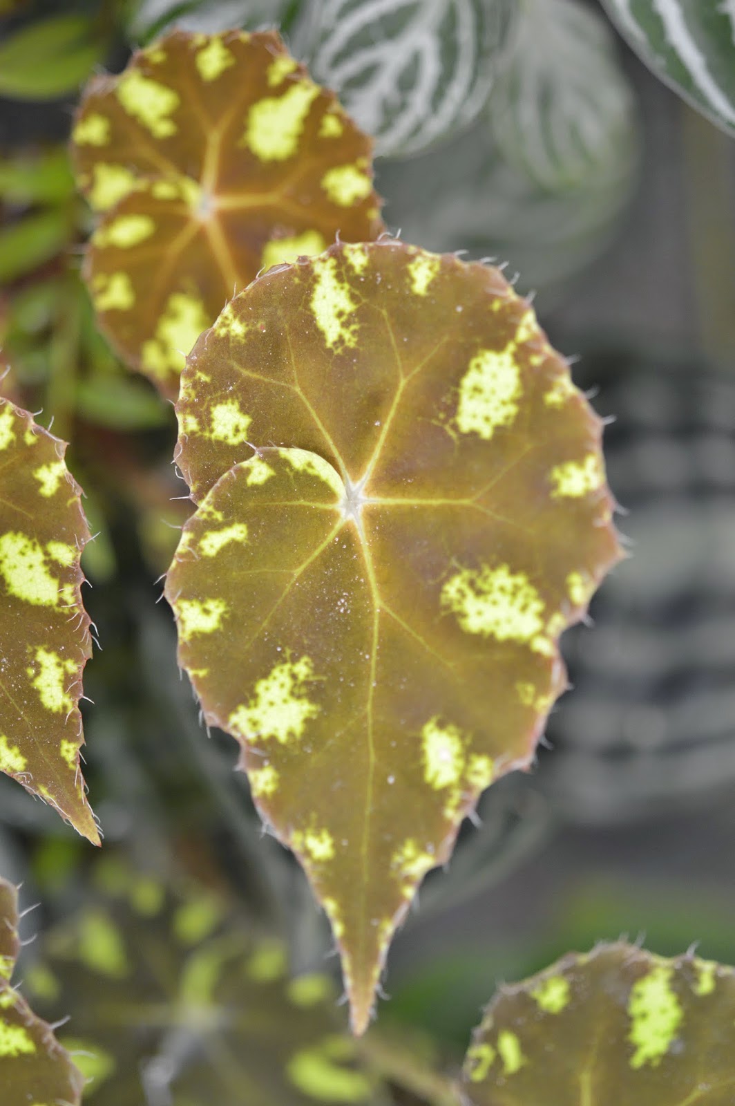 Botanische Raritäten Sammlung seltener Begonia species
