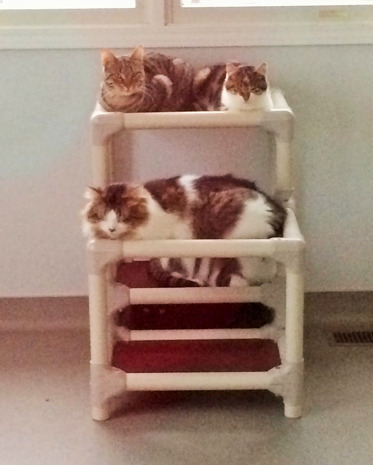 Ten Lives Club Cat Adoption Group DONATE A KURANDA CAT BED TO TEN