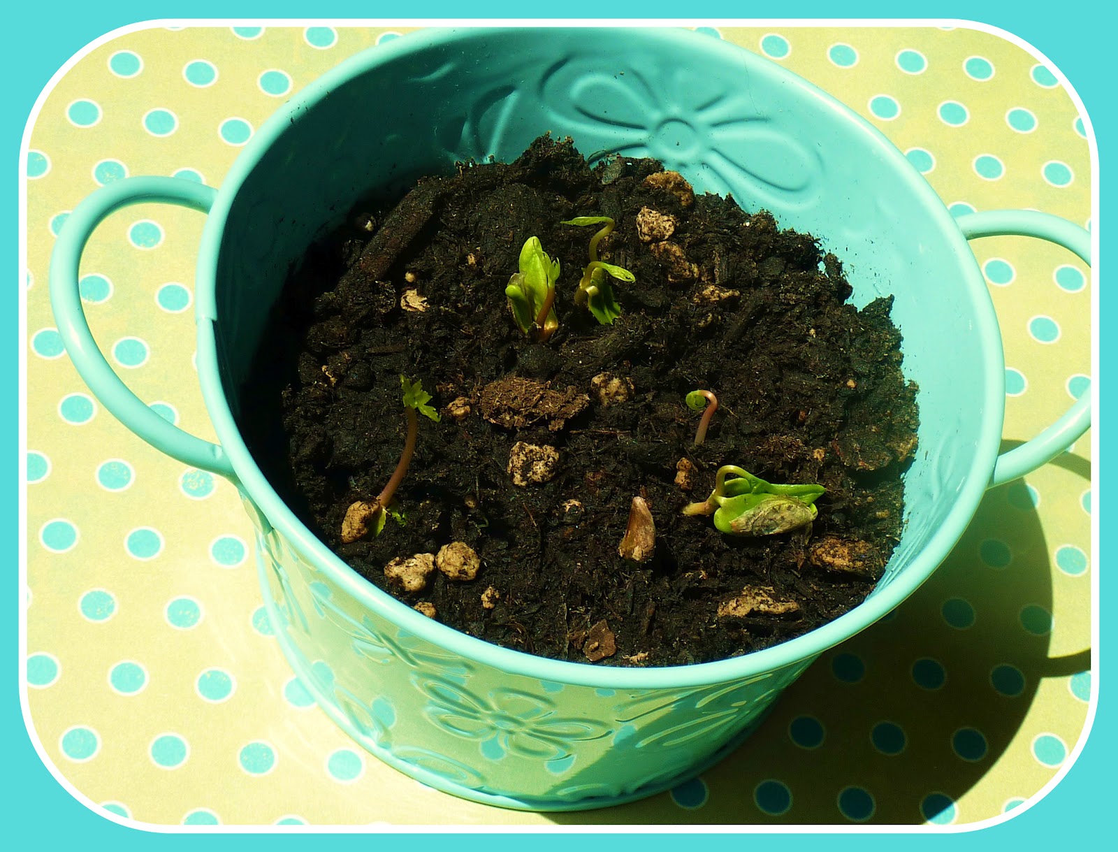 No time to be bored Propeller seeds fun and easy kids activity