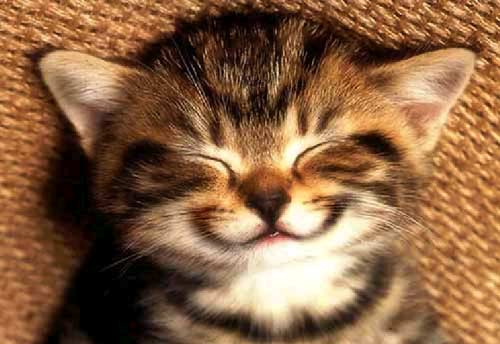 حيوانات مرحة تضحك من قلوبها ، Monday+Morning+Smile+-+kitten+-+TheLaughing+Pet