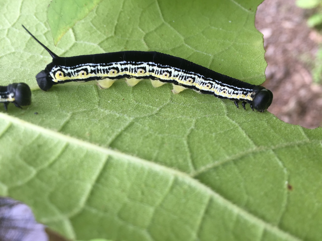 Julie Zickefoose on Blogspot Catalpa Worms!