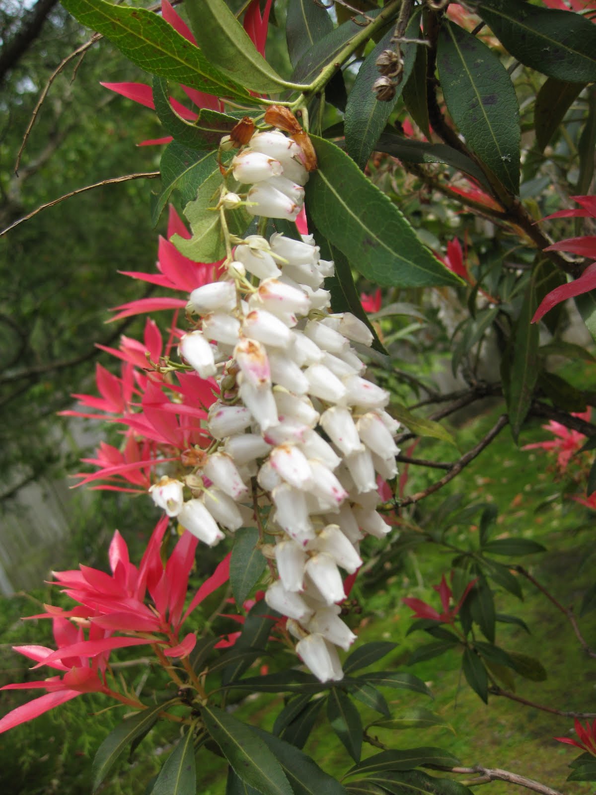 From The Garden Of Zen Asebi Pieris Japonica Flowers In Engaku Ji