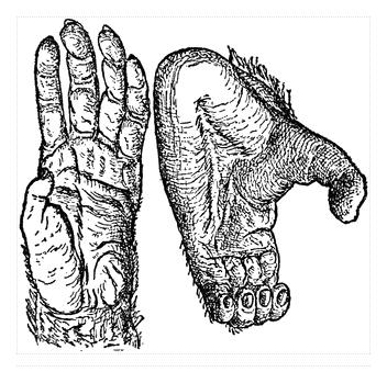 Ape Dna