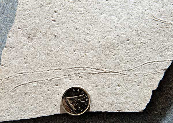 fossils-of-oldest-most-amazing-extinct-animals-bilaterian-mesosaurus fossils-of-oldest-most-amazing-extinct-animals-bilaterian-mesosaurus