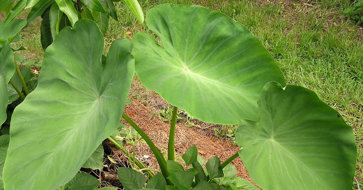 John Starnes� Urban Farm Identifying Edible �Elephant Ears�