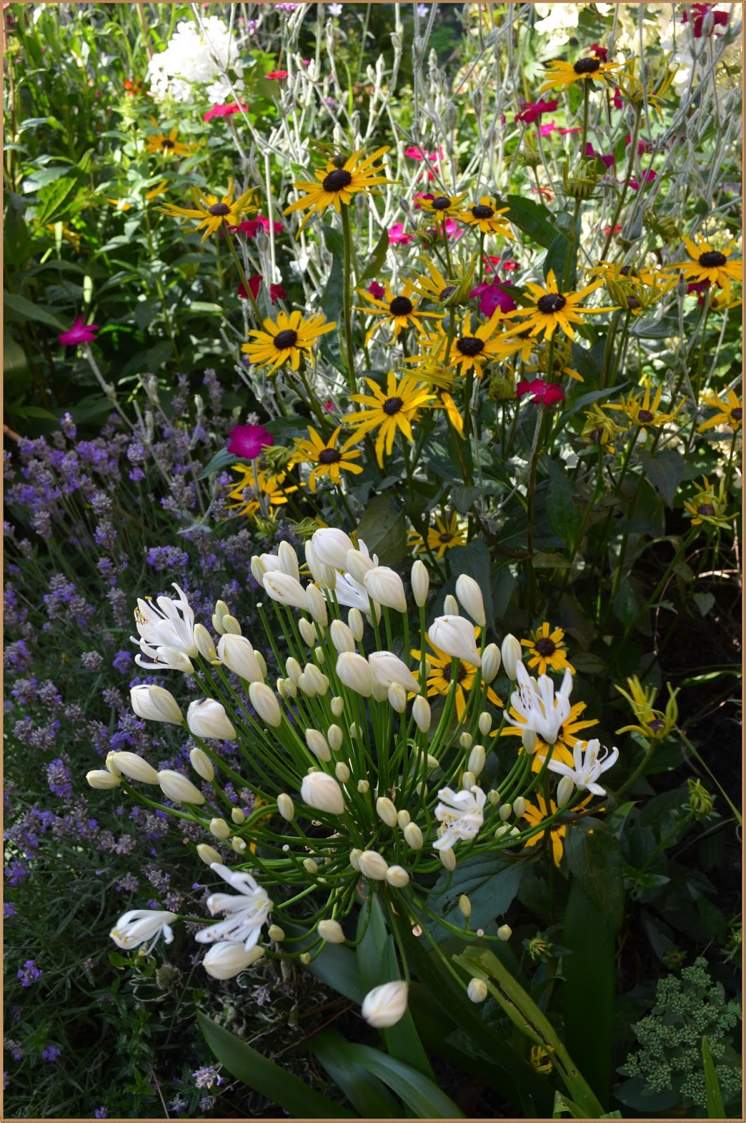 Kelli's Northern Ireland Garden Late Summer brings Fab Flowers