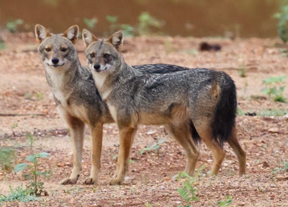 Golden Jackal