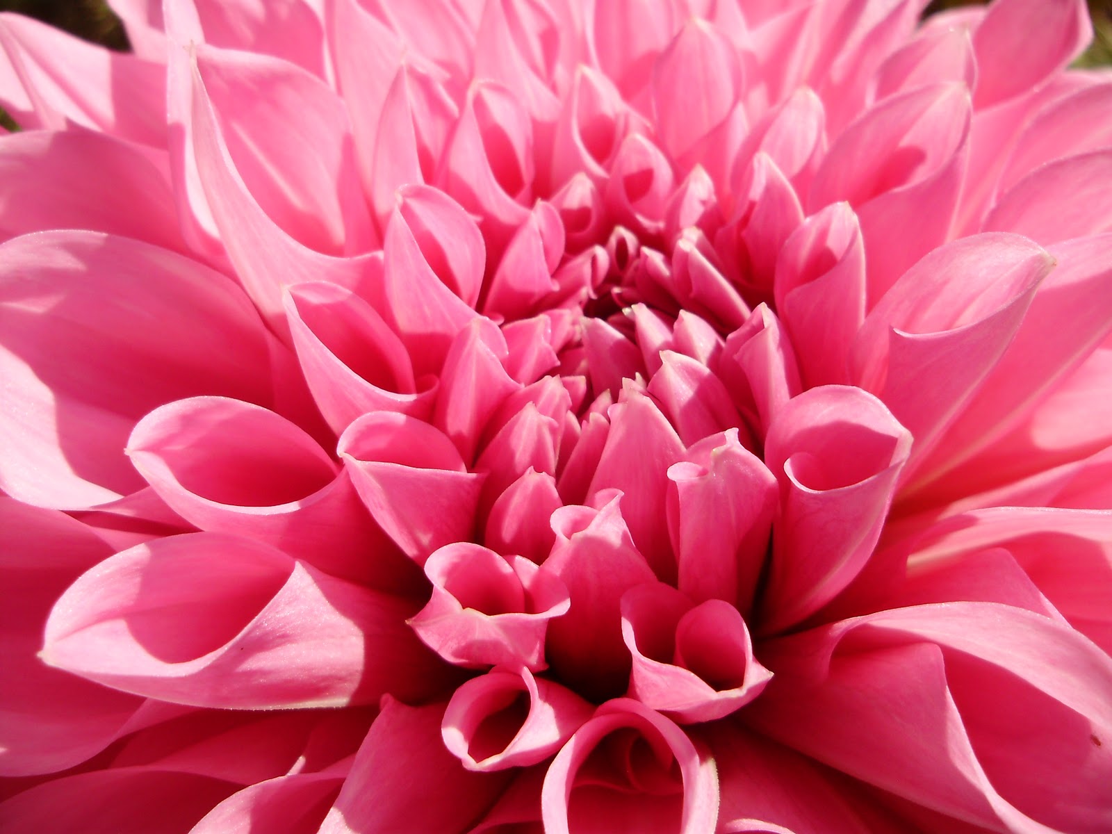 Ohiofarmgirl’s Adventures In The Good Land: More on dahlias and Dahlia