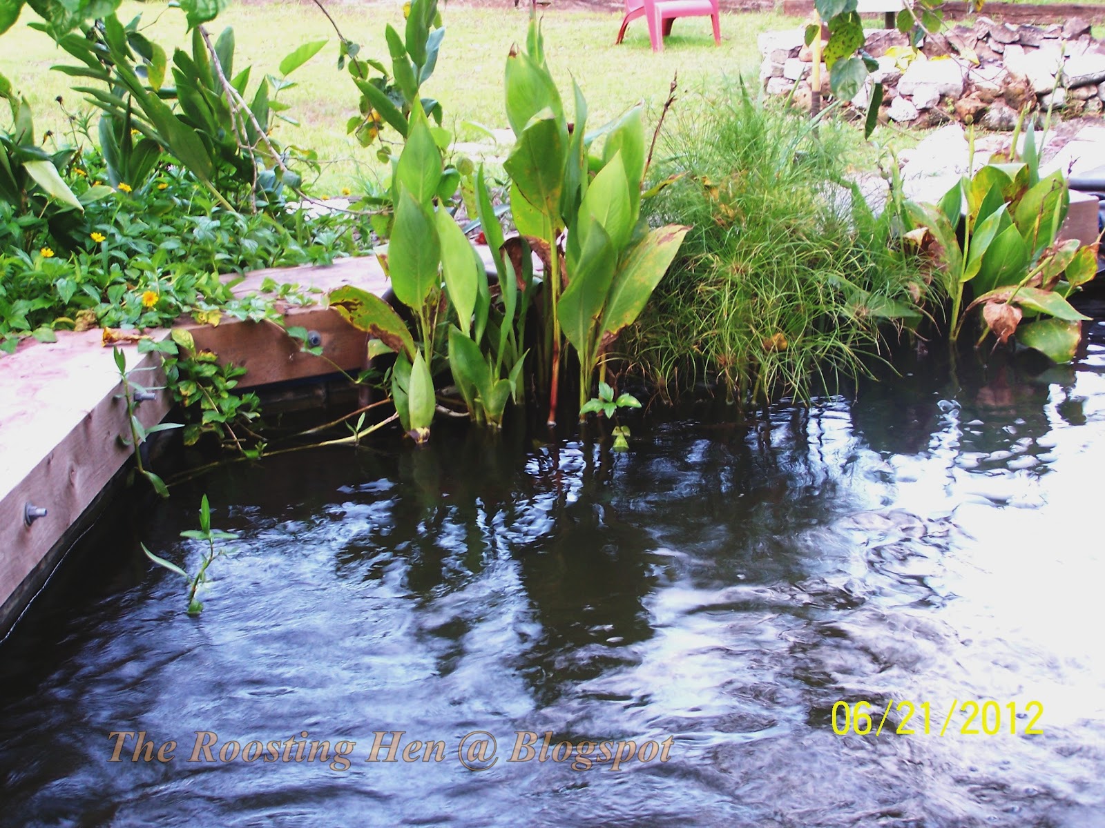 patio-with-koi-pond-plants.jpg