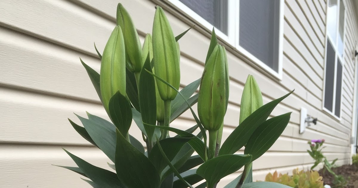 New Additions After Eight Oriental Lily and Japanese Painted Fern