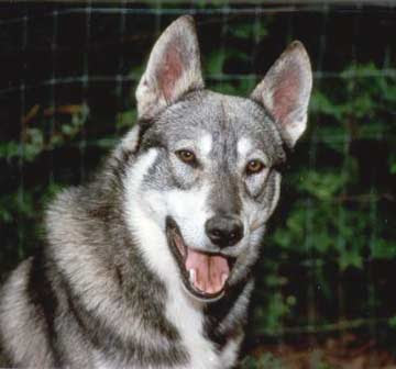 laika dog breed laika dog breed