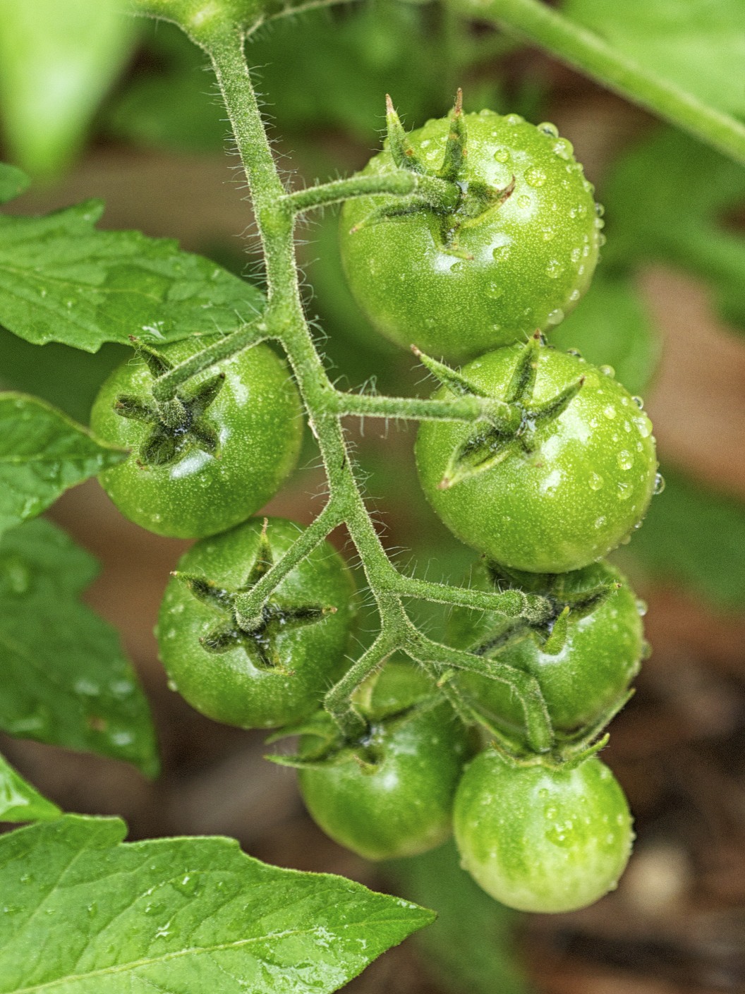Tomato Towers From Our Garden