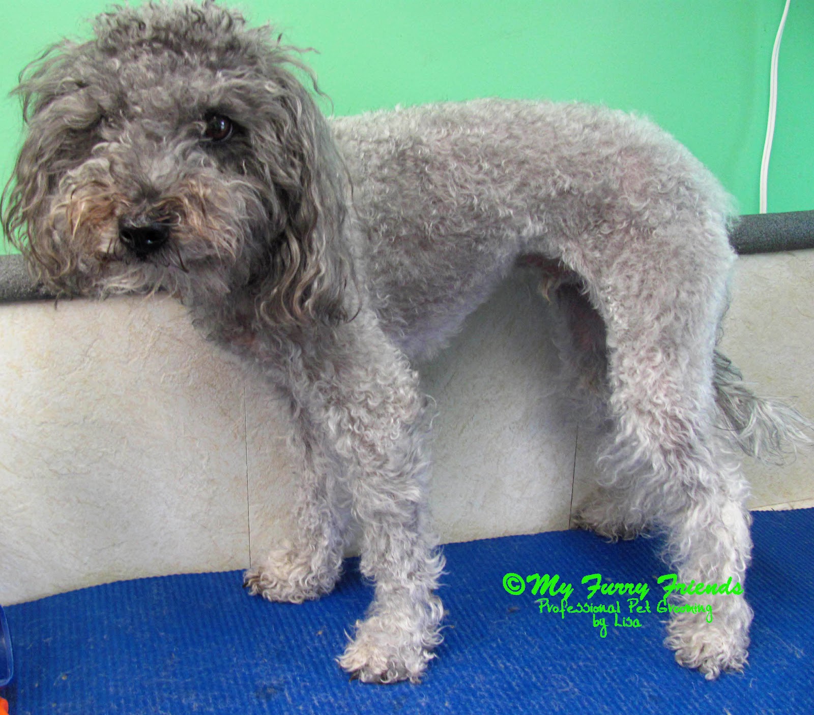 Pet Grooming The Good, The Bad, & The Furry April 2012